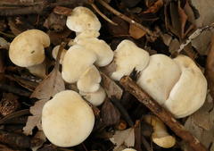 Leucopaxillus cerealis