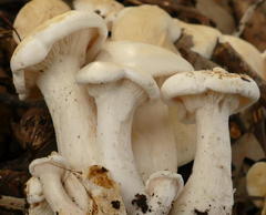 Leucopaxillus cerealis