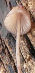 Mycena kuurkacea