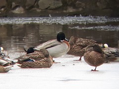 Anas platyrhynchos × acuta