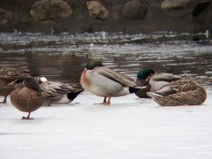 Anas platyrhynchos × acuta