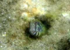 Parablennius intermedius