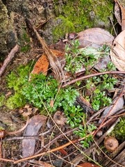 Xanthosia dissecta