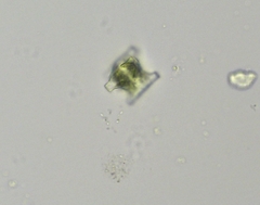 Desmidium baileyi