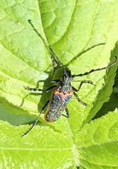 Desmocerus aureipennis
