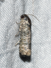 Epiblema obfuscana