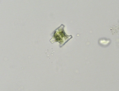 Desmidium baileyi