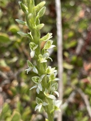 Platanthera yadonii