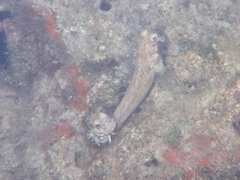 Salarias alboguttatus