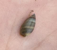 Olivella columellaris