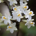 Easter Orchid - Photo (c) Nuytsia@Tas, some rights reserved (CC BY-NC-SA)