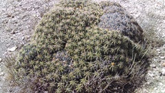 Ferocactus robustus