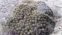 Ferocactus robustus