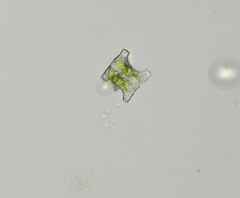 Desmidium baileyi