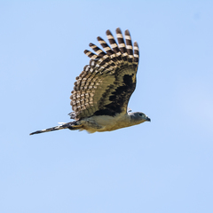Gray-Headed Kite photo 3