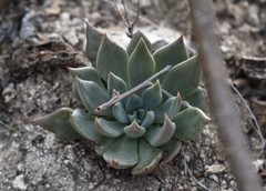 Echeveria heterosepala