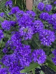 Campanula glomerata
