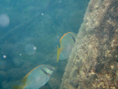Siganus doliatus