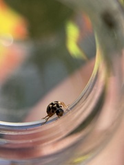 Anisosticta bitriangularis