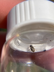 Anisosticta bitriangularis