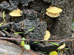 Crepidotus praecipuus
