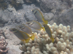 Siganus doliatus