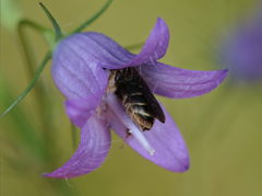 Andrena pandellei