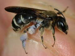 Andrena pandellei