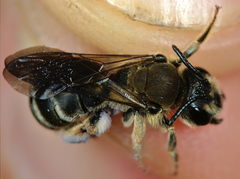 Andrena pandellei