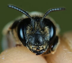 Andrena pandellei