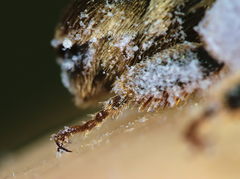 Andrena pandellei