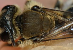 Andrena pandellei