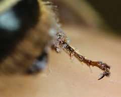 Andrena pandellei