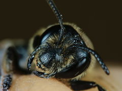 Andrena pandellei