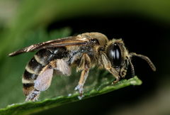 Andrena pandellei