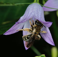 Andrena pandellei