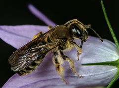 Andrena pandellei