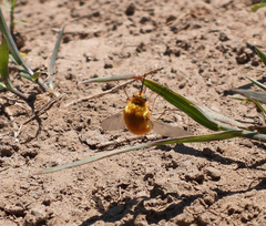 Bombylius comanche