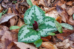 Trillium decumbens