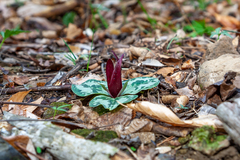 Trillium decumbens