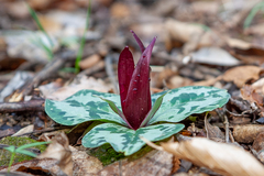 Trillium decumbens