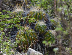 Ferocactus flavovirens