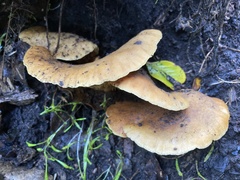 Crepidotus praecipuus