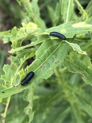 Trirhabda canadensis