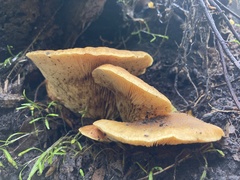 Crepidotus praecipuus