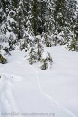 Odocoileus hemionus sitkensis