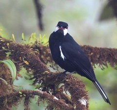 Entomodestes coracinus