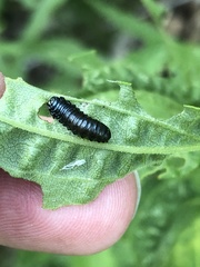 Trirhabda canadensis