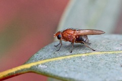 Meiosimyza appula