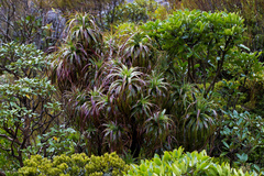 Dracophyllum traversii